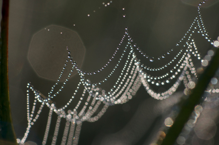 Dewy Spider Web
