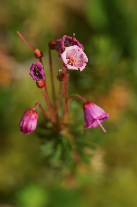 Pink Flowers