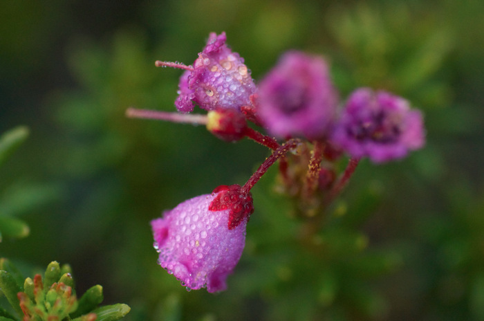 Wet Flowers