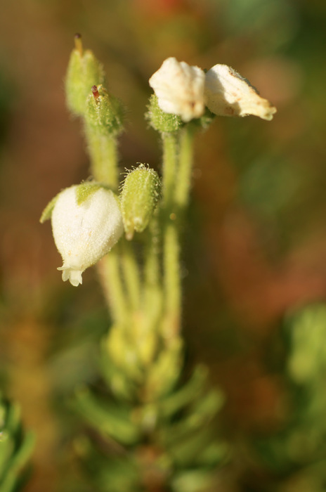 White Flowers