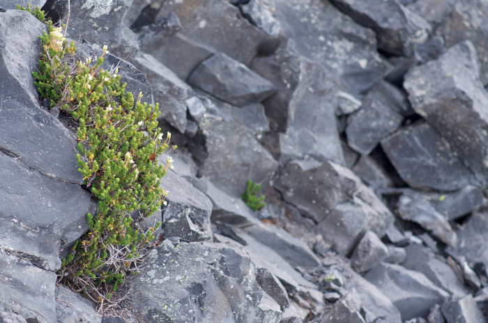 Rock Flowers