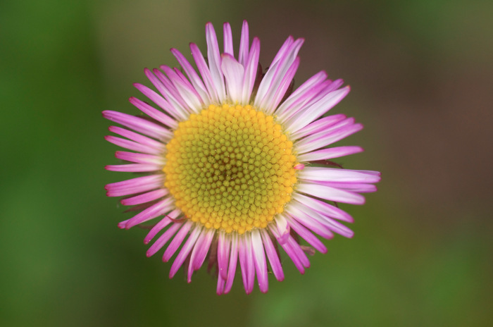 Aster