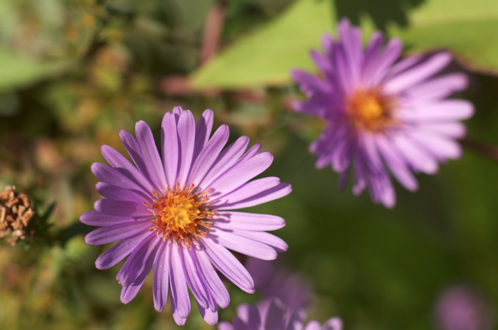 Asters