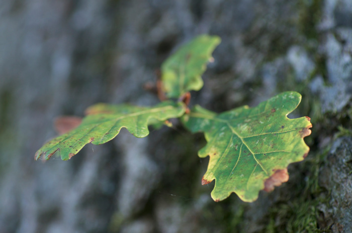 Oak Leaves