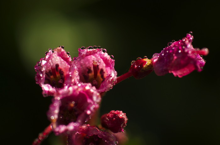 Wet Flowers