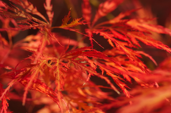Red Leaves