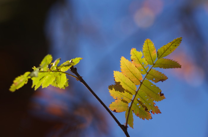 Backlit Leaves
