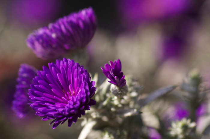 Purple Flowers