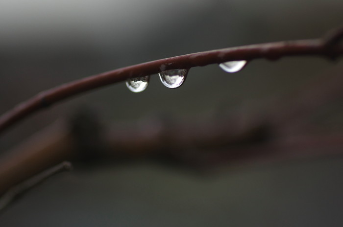 Water Drops