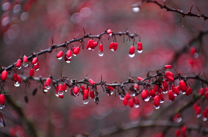 Wet Berries
