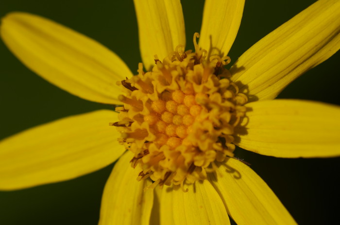 Yellow Flower