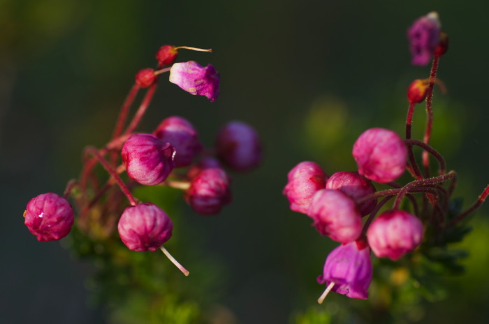 Pink Flowers