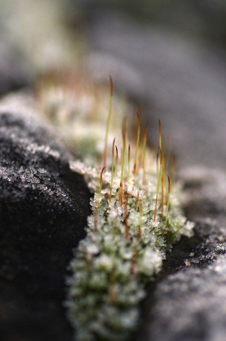 Frosty Moss