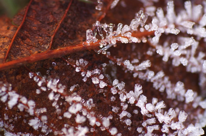 Frosty Leaf