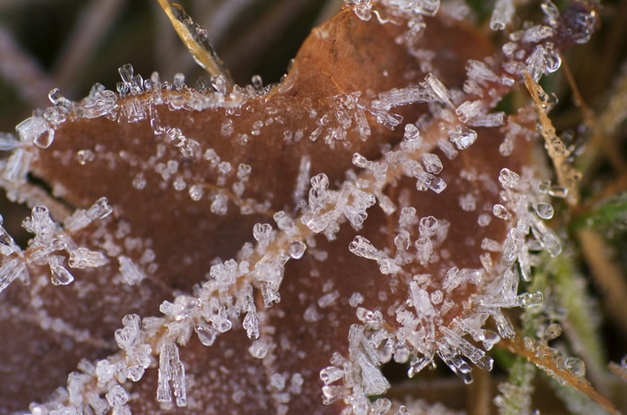 Frosty Leaf