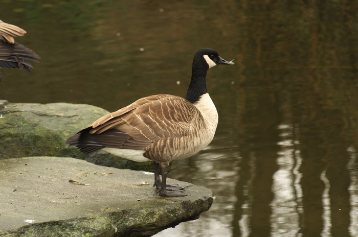 Goose