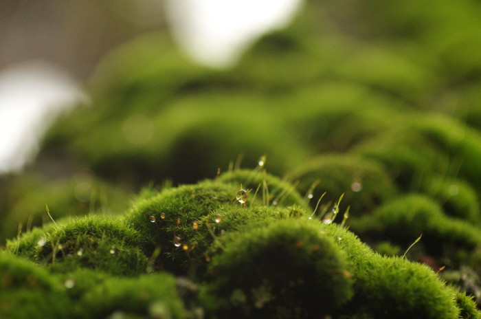 Moss