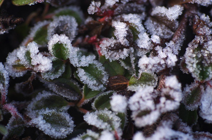 Icy Leaves