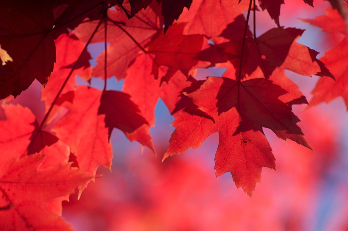 Maple Leaves