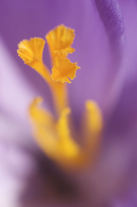 Crocus