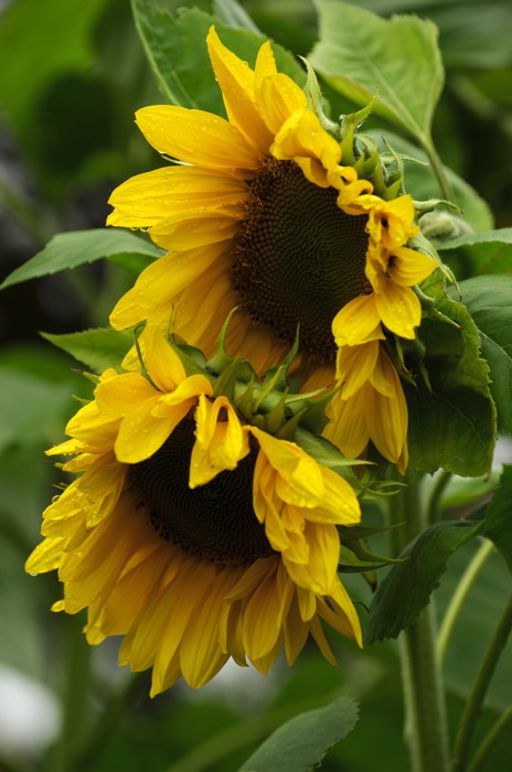 Sunflowers