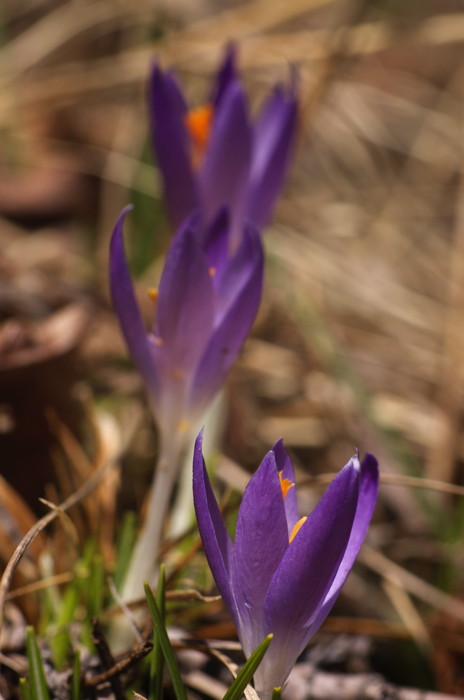 Crocuses