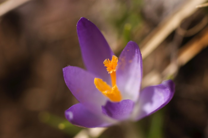 Crocus