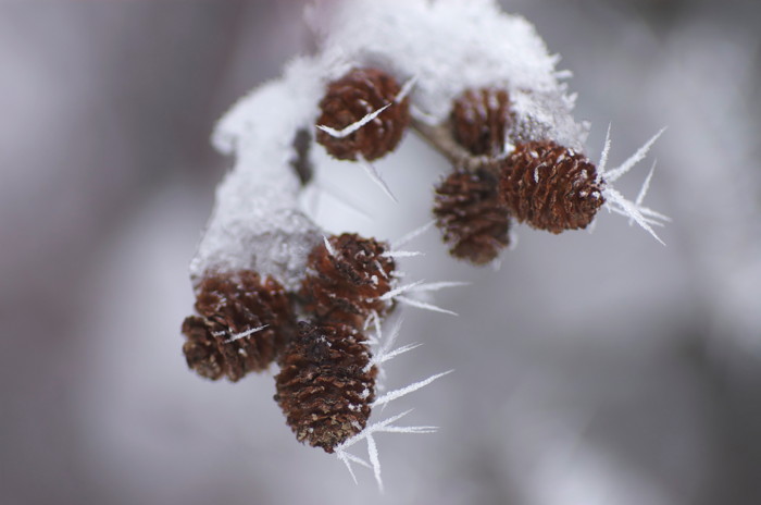 Speckled Alder Cones