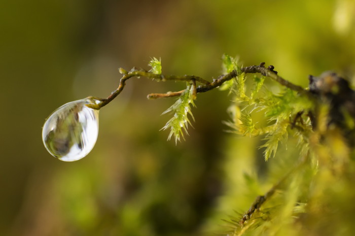 Drop On Moss