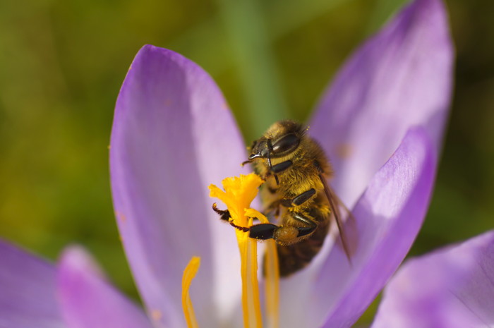 Bee On Crocus