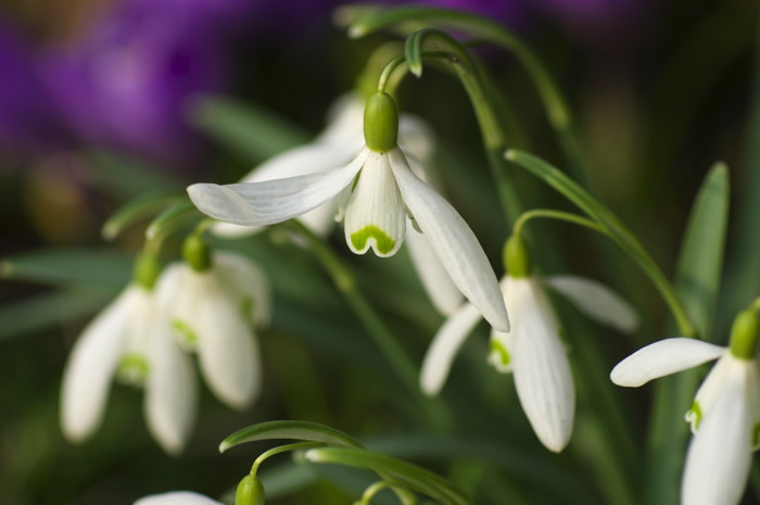 Snowdrops