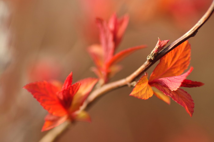 Red Leaves