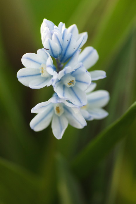 Bluish Flower