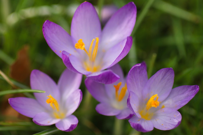 Crocuses