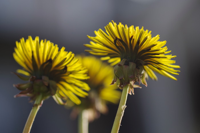 Dandelions