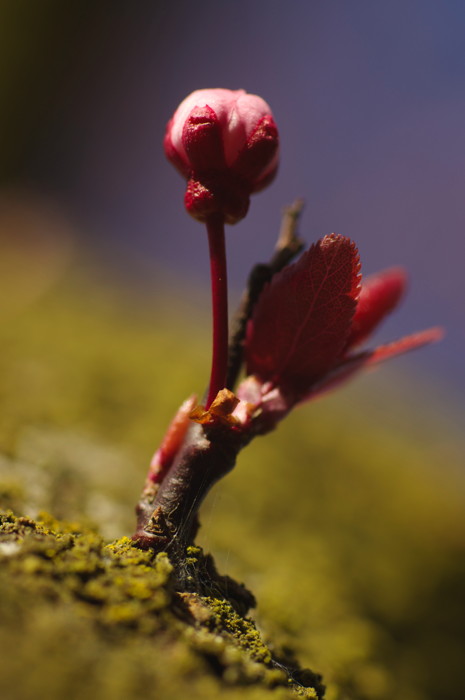 Cherry Blossom Bud