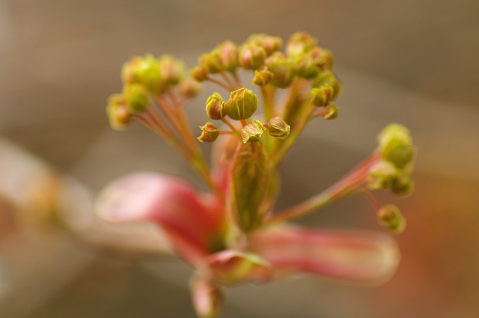 Flower Buds