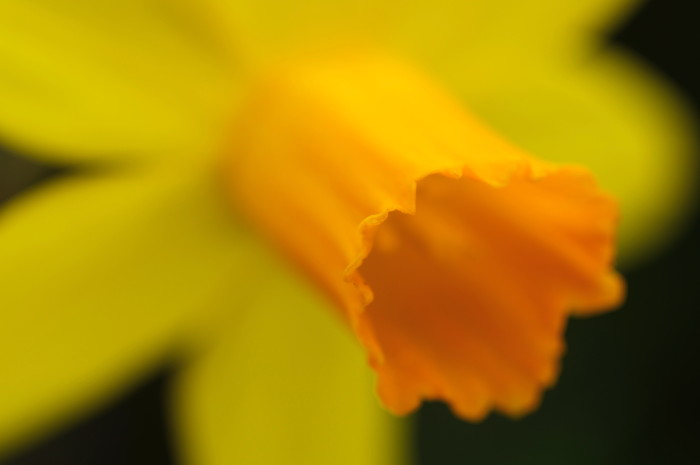 Daffodil