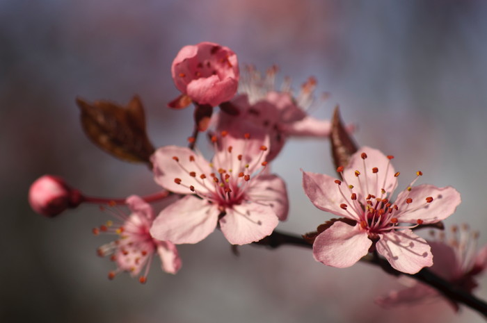 Cherry Blossoms