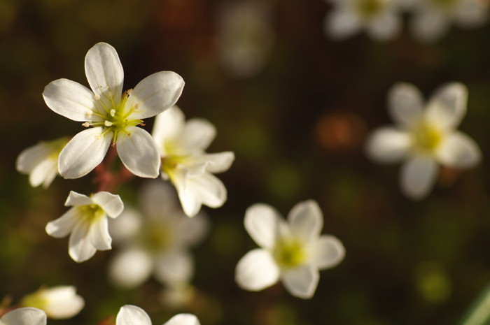 White Flowers