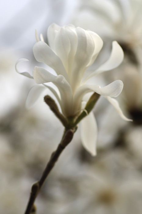 Magnolia