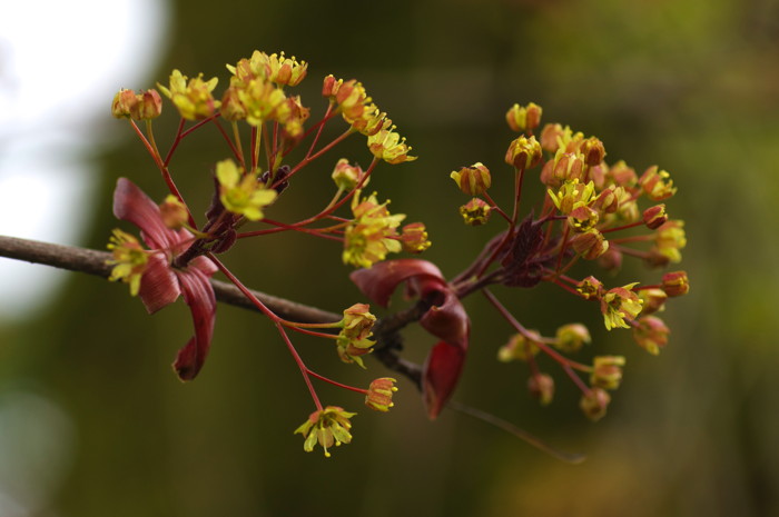 Tree Flowers