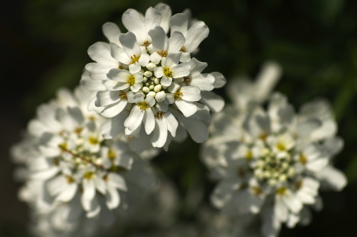 White Flowers
