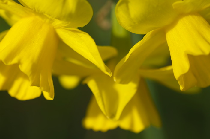 Daffodils