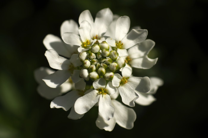 White Flower