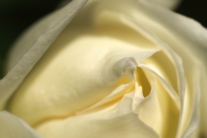 White Rose