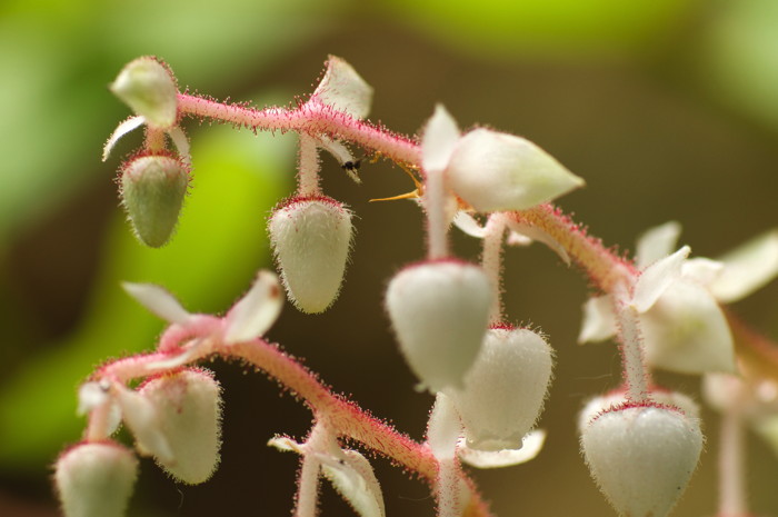 White Flowers