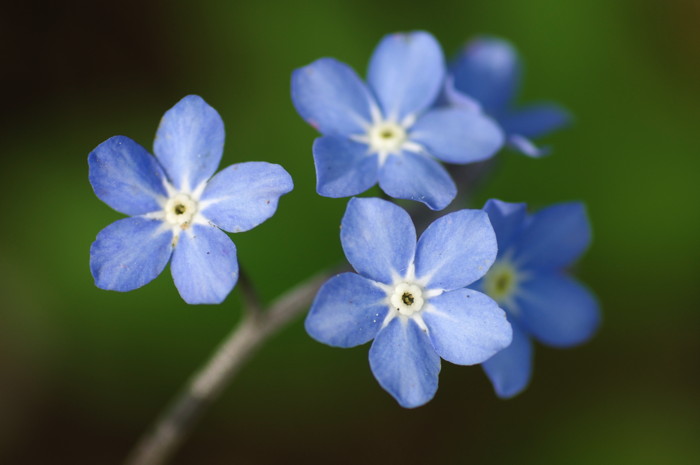 Forget-Me-Nots