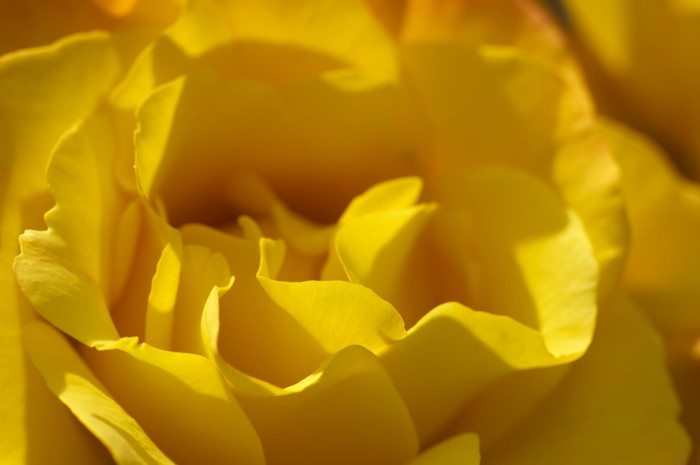 Yellow Rose Petals