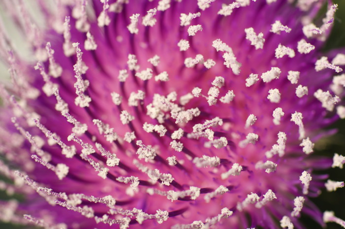 Thistle Flower